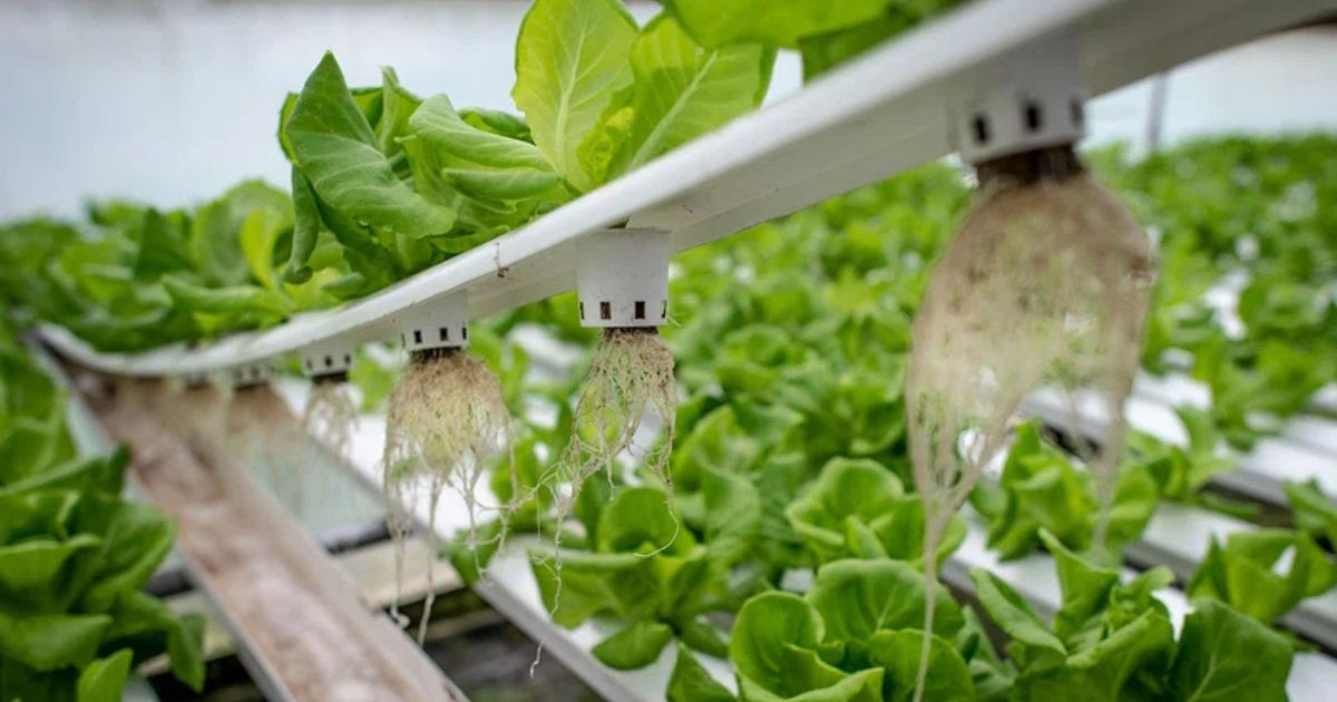 Hydroponic system with green leafy vegetables growing in a controlled environment. The plants are suspended in white containers with their roots exposed and hanging down, indicating a nutrient-rich water solution is used for growth.