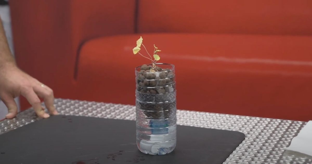 A small plant growing in a homemade hydroponic system made from a plastic bottle. The bottle is cut in half, with the top half inverted and filled with clay pebbles, while the bottom half contains water. The setup is placed on a table with a red couch in the background.