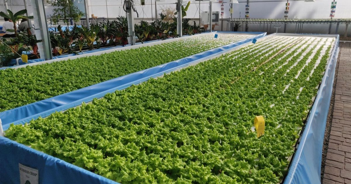 The image shows a large indoor hydroponic farm with rows of green leafy vegetables, likely lettuce, growing in blue-lined rectangular beds. The plants are neatly arranged in a grid pattern, and the environment appears to be a controlled greenhouse with various other plants in the background. The setup includes irrigation and lighting systems to support plant growth.